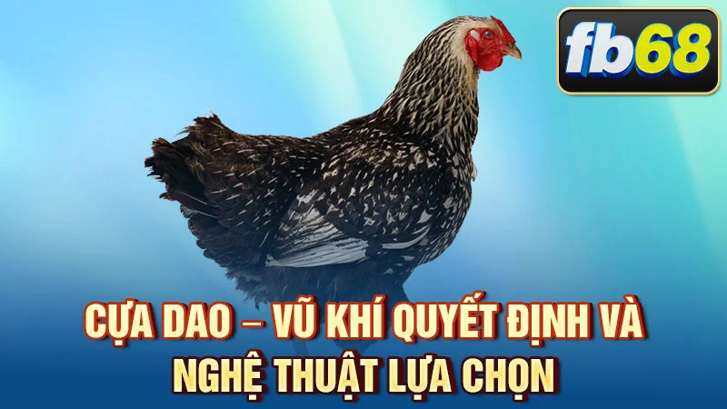 Cựa dao – vũ khí quyết định và nghệ thuật lựa chọn