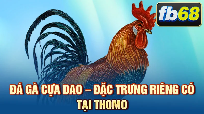 Đá gà cựa dao – đặc trưng riêng có tại Thomo