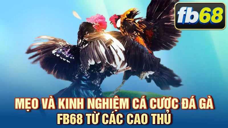 Mẹo và kinh nghiệm cá cược đá gà FB68 từ các cao thủ