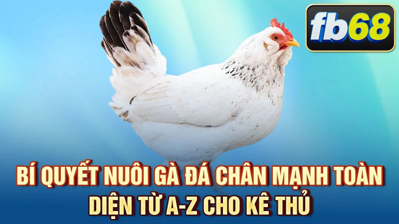 Bí Quyết Nuôi Gà Đá Chân Mạnh Toàn Diện Từ A-Z Cho Kê Thủ